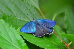 エゾミドリシジミ♂