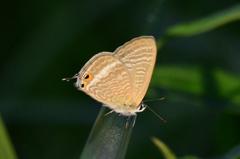 ウラナミシジミDFS_2505.1