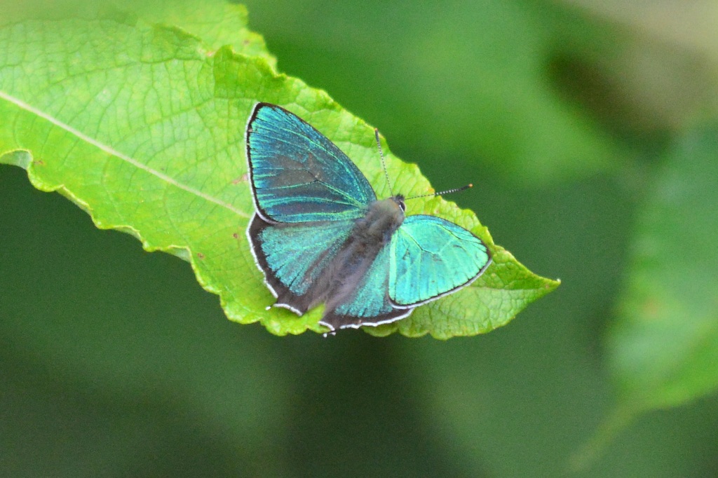 アイノミドリ♂