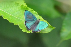 アイノミドリ♂