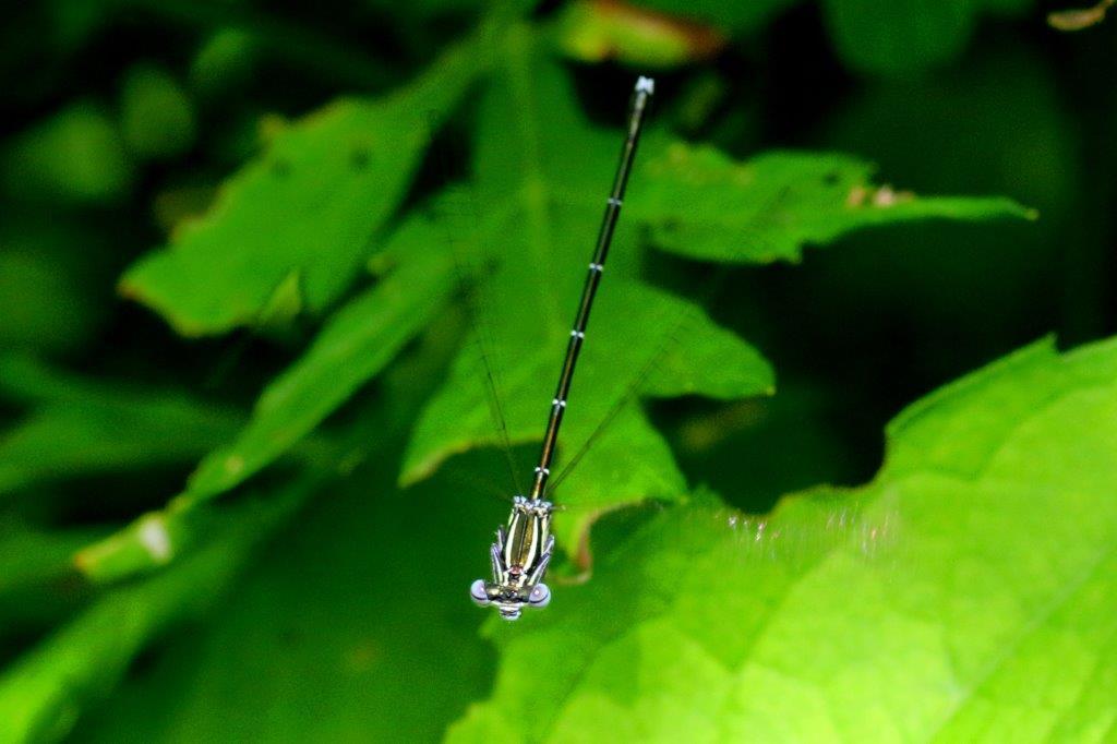 アマゴイルリトンボ♀　GV4A6509.1