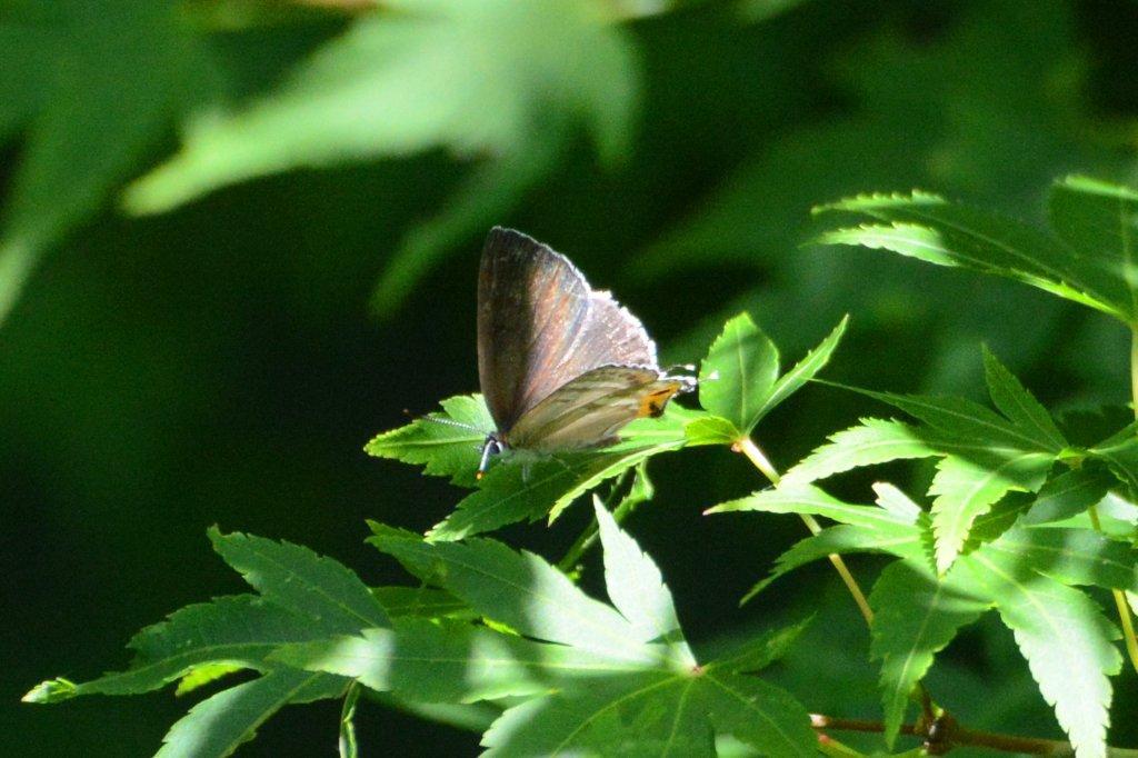 フジミドリシジミ♀DSC_9310.1