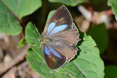 アイノミドリシジミ♀DSC_1346.1