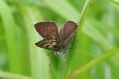 クロシジミ開翅 IMG_0253.1