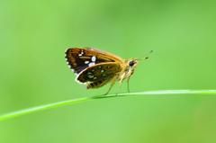 ホソバセセリ♂