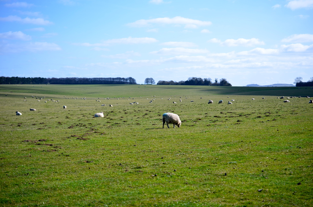 FIELD OF SHEEP