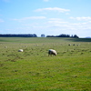 FIELD OF SHEEP