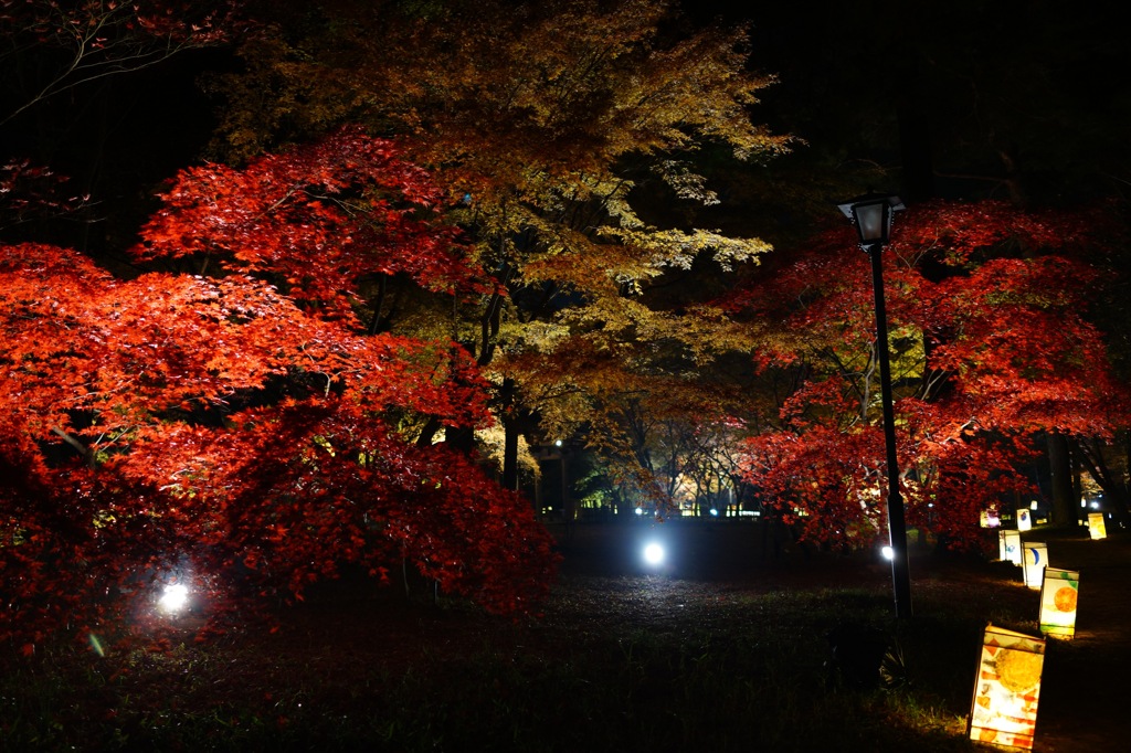 紅いなぁ