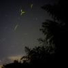 ホタルと星空