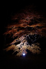 幽玄