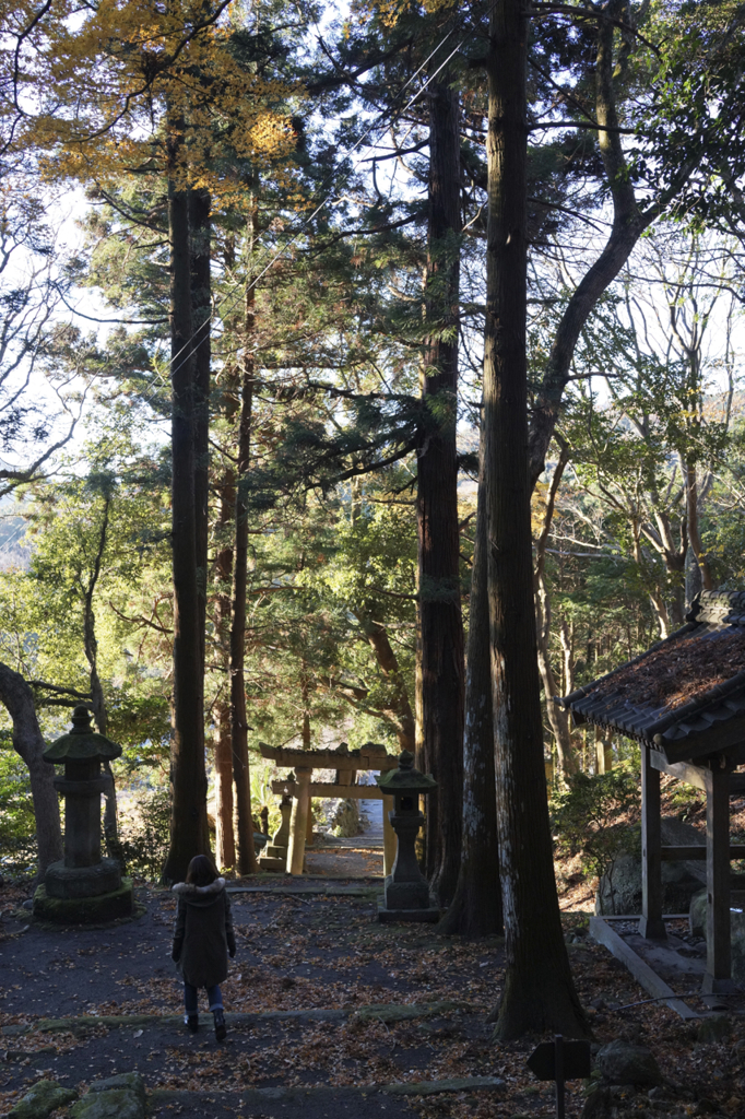 朝の散歩