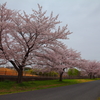 桜並木