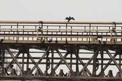 工場地帯の鳥達