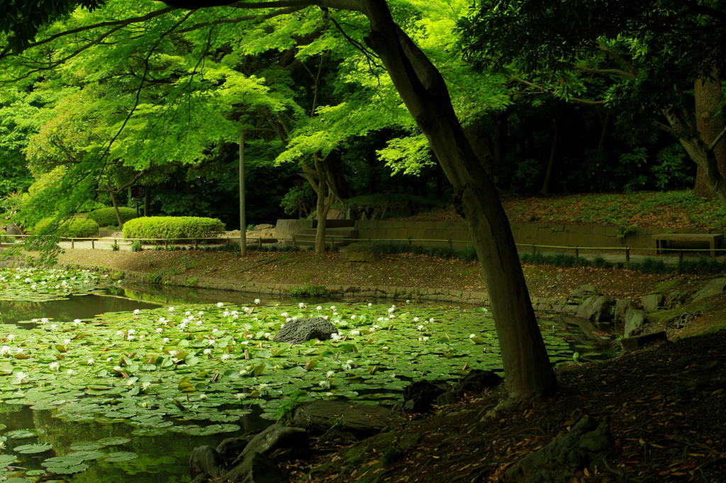 庭園