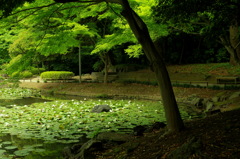 庭園