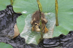 雛