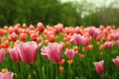 花園