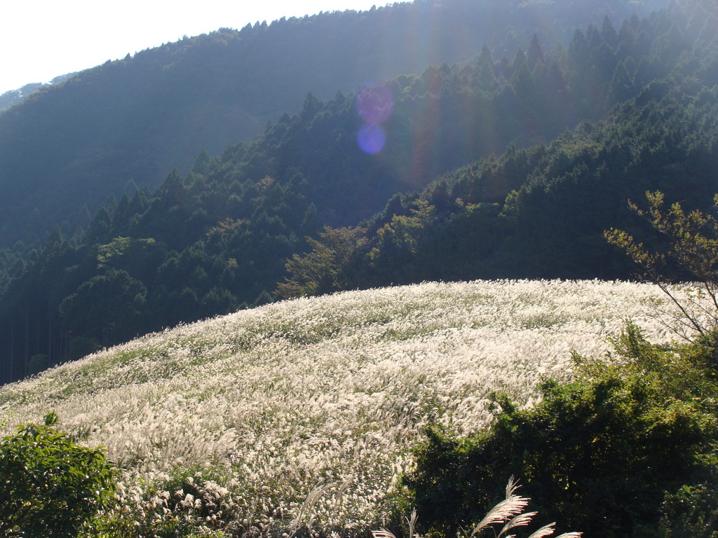 仙石高原