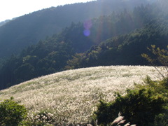 仙石高原