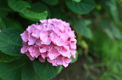 紫陽花