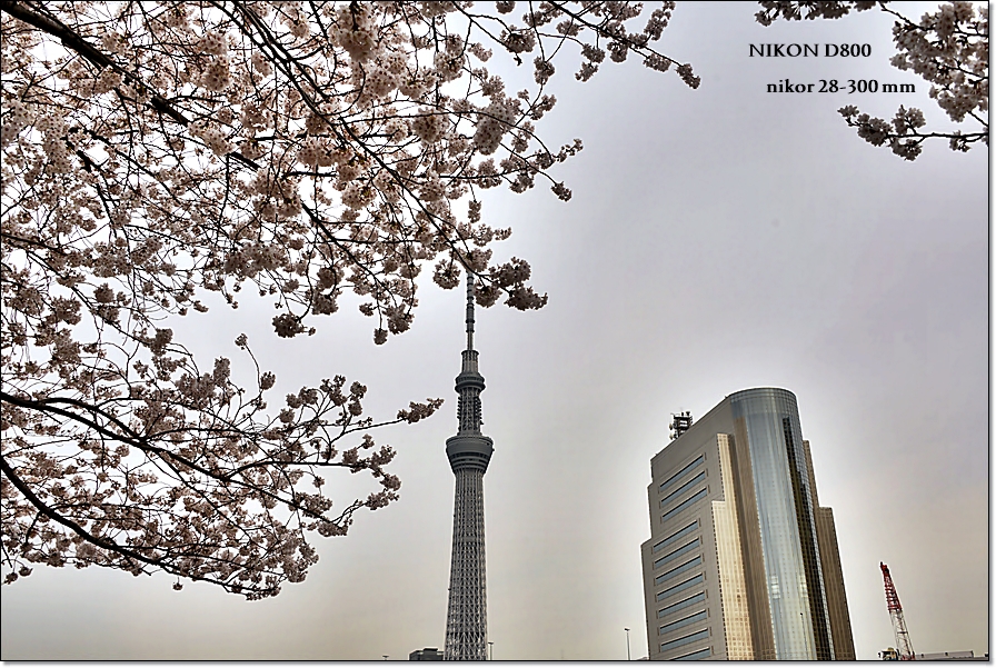 桜とスカイツリ