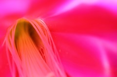 花のベール