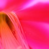 花のベール