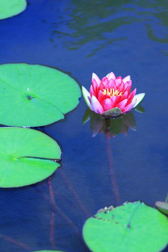 a water lily