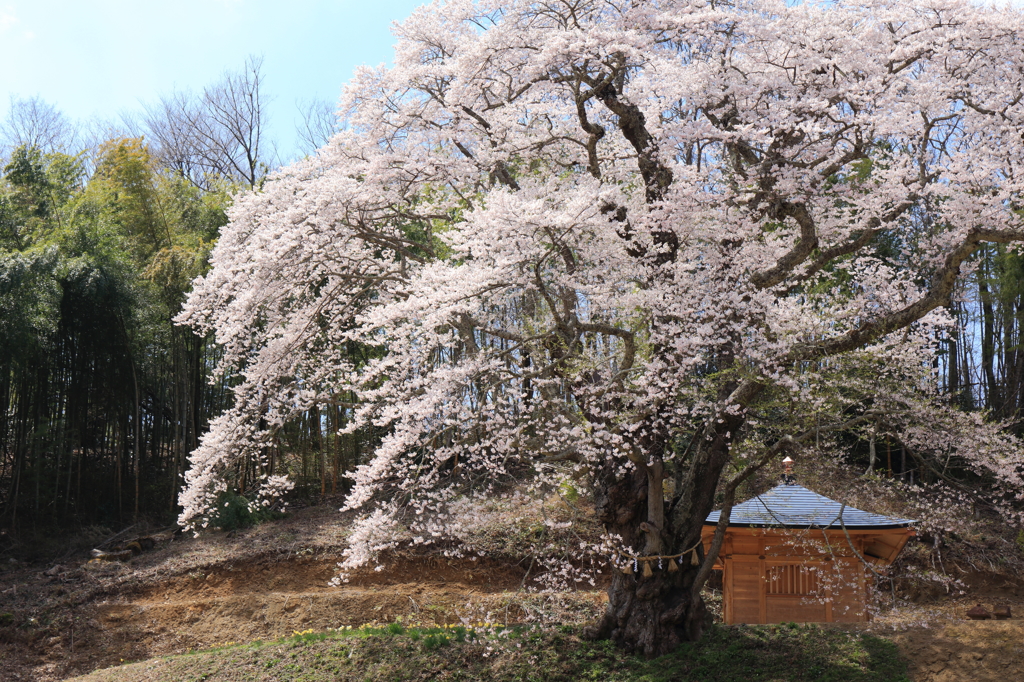 親王桜