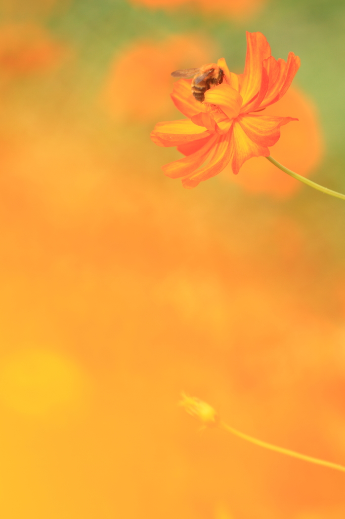 蜂さん