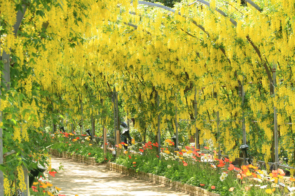 キバナトンネル