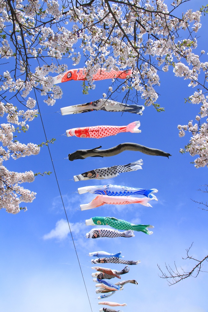 Carp Streamers