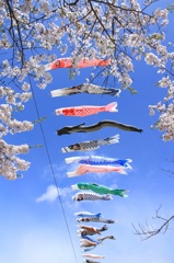 Carp Streamers