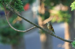 カワラヒワ