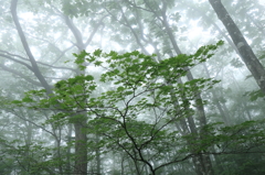 霧深い森の中で