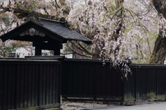 黒塀と桜