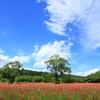 ポピー畑と青空