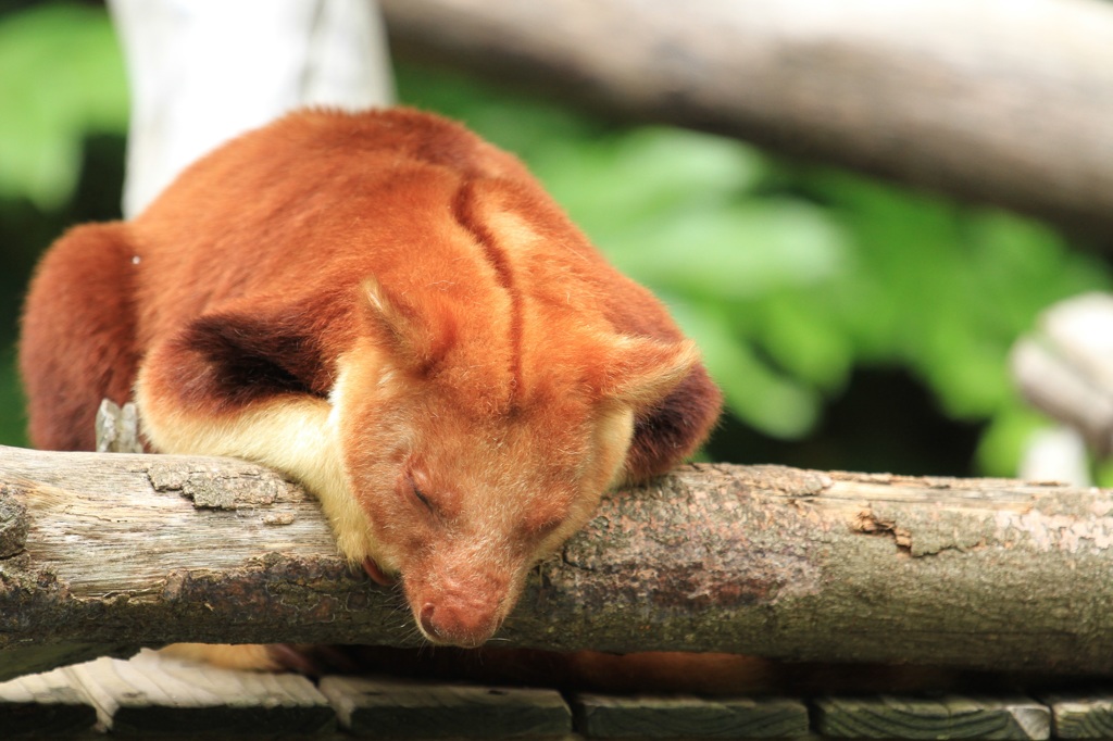 カンガルベイビー