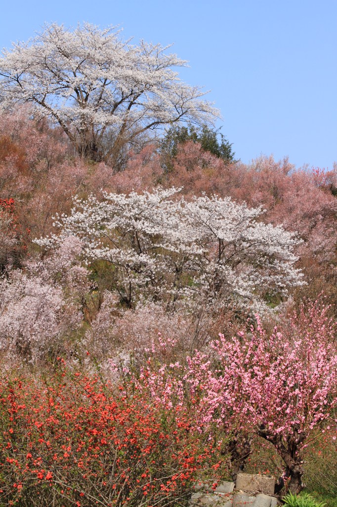 花見山⑥