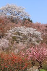 花見山⑥