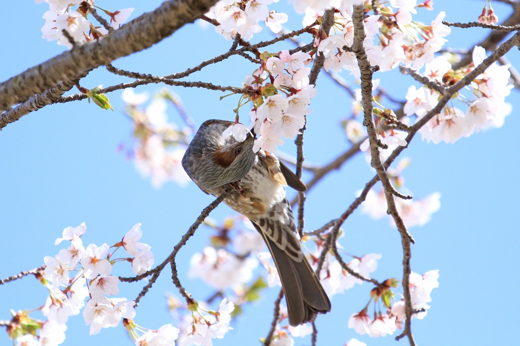 ヒヨドリと桜