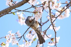ヒヨドリと桜
