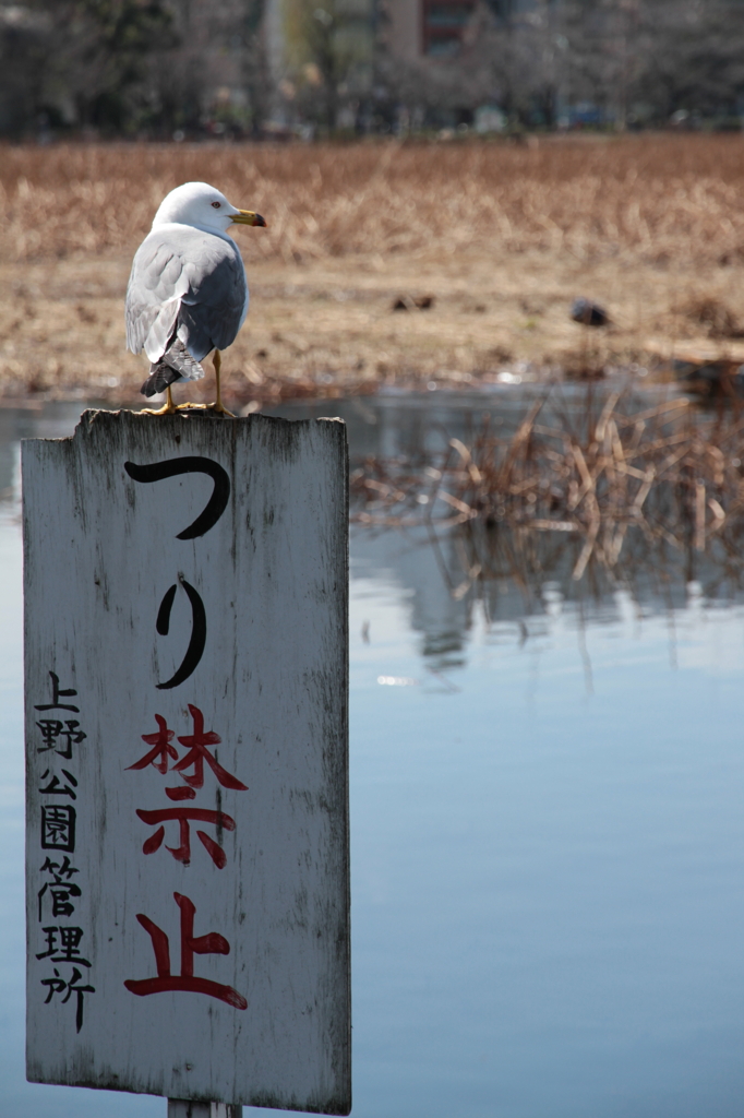 おい、釣りすんなよ