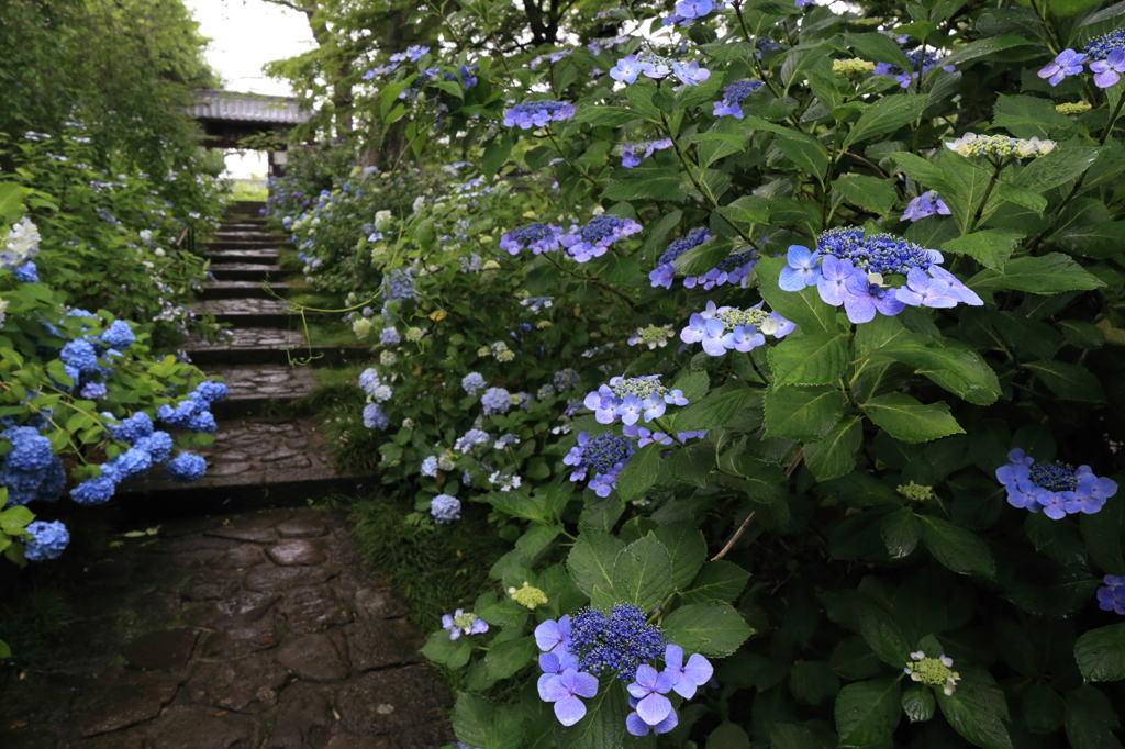 梅雨の風物詩