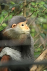 アカアシデゥグラングール