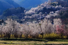 輝く東海桜