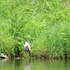 川岸に立つ