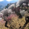 花見山⑦