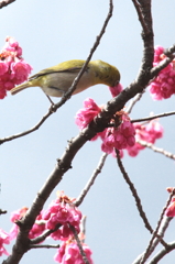 お食事中