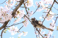ヒヨドリと桜②